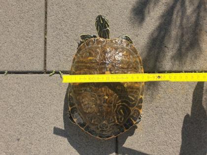 Schmuckschildkröte Wasserschildkröte