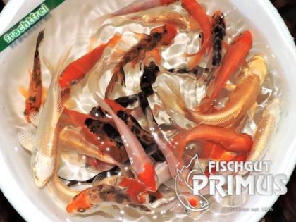 40 Koi Koi-Mix Florenz - Größe 10-15 cm