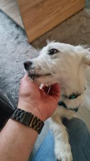 Kalle kinderlieber Terrier-Mischling