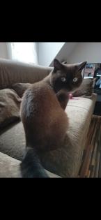 Britisch Kurzhaar Kitten BKH
