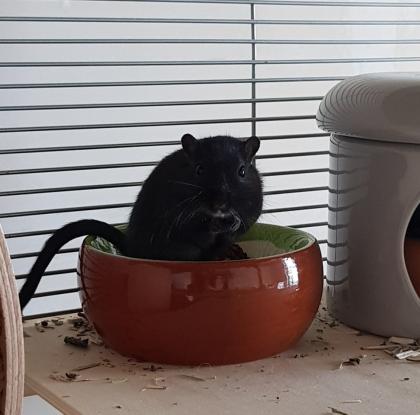 2 Rennmäuse männlich mit allem Zubehör