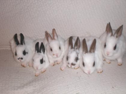 Wir sind da Süße Zwergkaninchen Babys