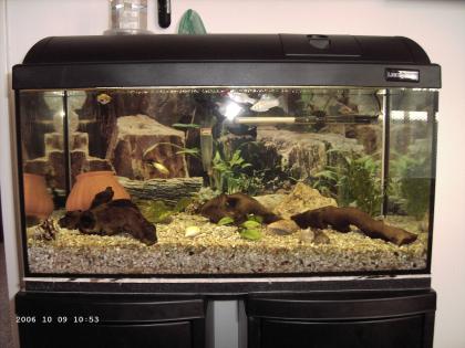 AQUARIUM Komplett Set 60cm x 30 x 30 GUTER ZUSTAND
