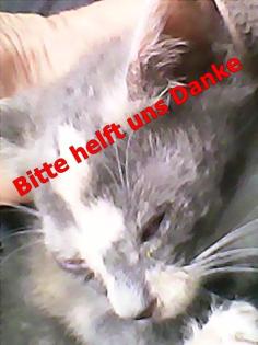 Tiere in Not Tierrettung Tunesien