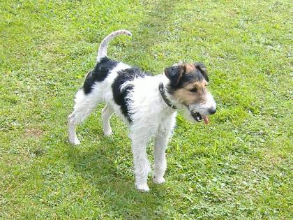 Foxterrier