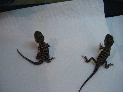 Zwergbartagamen Nachzuchten Pogona henrylawsoni