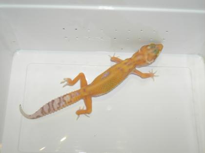 Leopardgeckos Farbformen