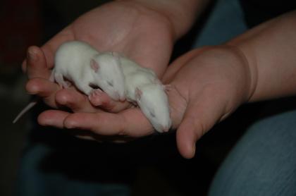 Rattenbabys aus 3 Würfen zu verschenken Augsburg