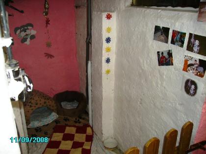 Hundepension in MV /Güstrow/ Laage. T. 03845930965