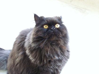 Perser Deckkater