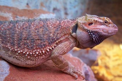 Bartagame Blood-Jungtiere abzugeben