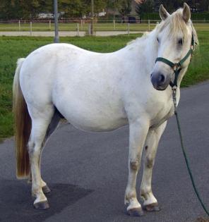 Verkaufe 11 jährigen Pony-Wallach Robin