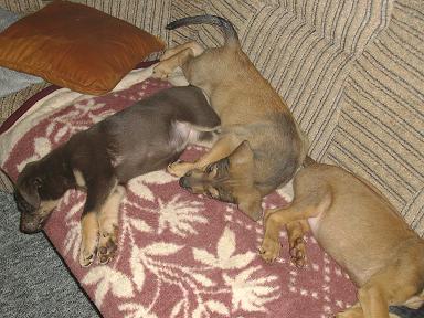 Wir sind 4 süsse Dobermann-belg. Schäferhundmix