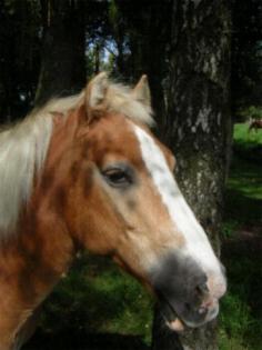 Zuverlässige liebevolle Reitbeteiligung gesucht