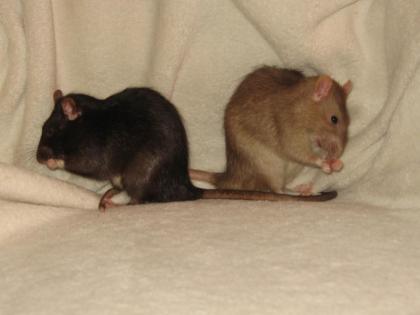 Ratten-Nothilfe Leipzig und Umgebung