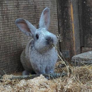 Franz- Zwergkaninchen - 1 Jahr - Tierhilfe-Franken e. V.