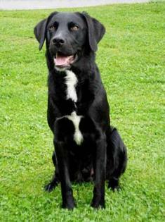 Bildschöner Labrador/Golden Retriever Deckrüde