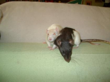 2 ratten zu verschenken
