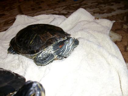 Wasserschildkröten DRINGEND abzugeben
