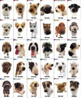 Suchen schon so lange ein kleinbleibenden hund -