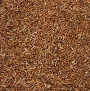 Bachflohkrebse Gammarus FD 1 kg