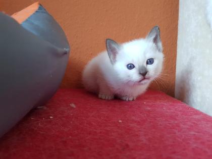 Thaikater alte Art der Siam Thaikaterchen Baby Siam