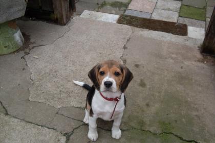 Beagle welpe weibchen
