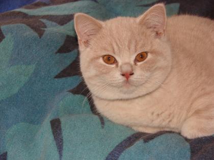 BKH Kitten creme Raum Bochum