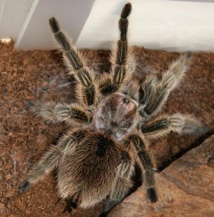 PLZ 36 - KOSTENLOS - Vogelspinne - Grammostola rosea