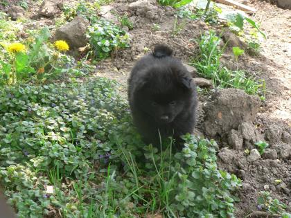 Kleinspitz Welpen kleine Hunden mit großem Herzen 2 Rüden und 3 Weibchen