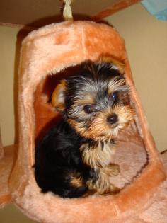 Yorkshire Terrier Mini gehen aufs Katzenklo