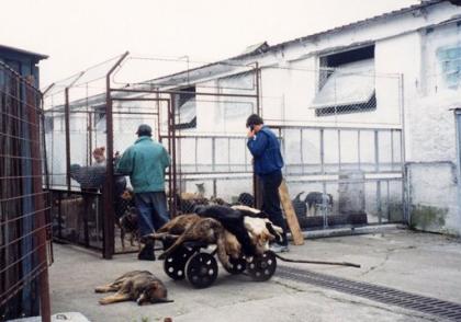 In Rumänien sollen 400 Hunde getötet werden. Helfen Sie die Tiere zu retten