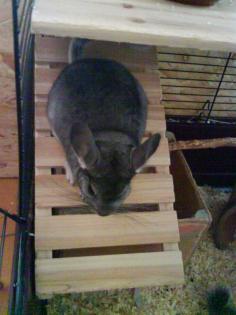 Pablo Picasso suchen ein neues Zuhause Chinchillas