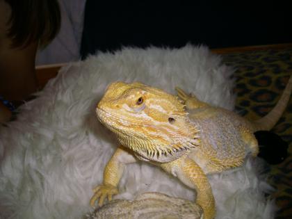 Sandfire Yellow Bartagamen-Babys Pogona vitticeps