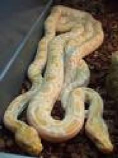 1 1 Albino Tigerpython zu verkaufen