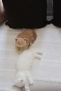 2 super tolle süße Perser/Maine Coon Mischlinge