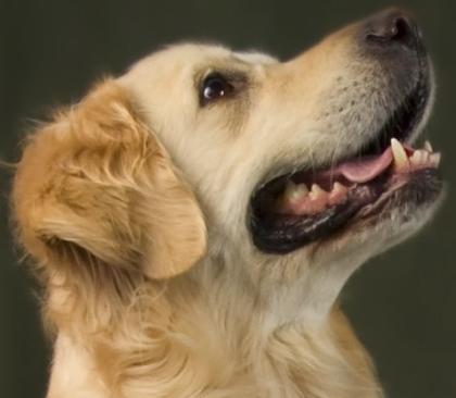 Golden Retriever Wurfankündigung