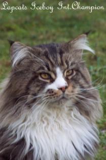 Typvolle Maine Coon Kitten aus Champion Verpaarung