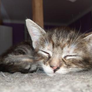 2 Katzenbabys 12 Wochen Weibchen und Junge