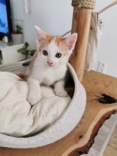 Katzenbabys Kitten abzugeben