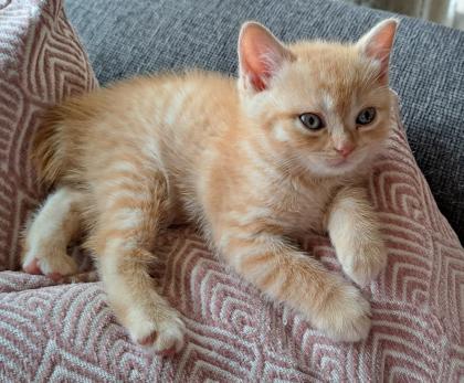 BKH-kitten Red-tabby-kater