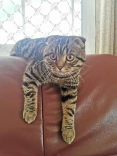 Deckkater