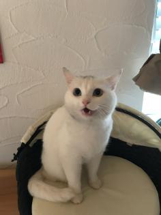 Perser Mix Katzen / Kater