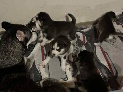 Sibirien Husky Welpen