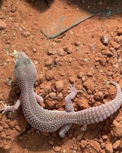 0. 1 Blizzard Het Diablo Blanco Leopardgecko Weibchen Enz 22/ Übergabe Houten oder Hamm möglich