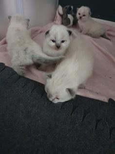 Ragdoll/Heilige Birma Kitten