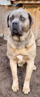 Cane Corso mit AHNENTAFEL