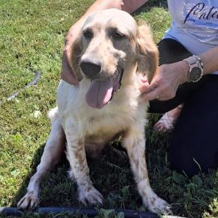 Ermis - ein agiler Jagdhund trotz seinem Unfall