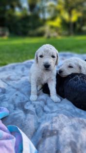 Goldendoodle F1B Welpen