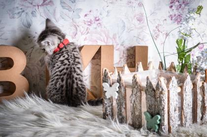 BKH-Kitten im Whiskas-Look Black-Silver-Classic-Tabby/-Spotted abzugeben
